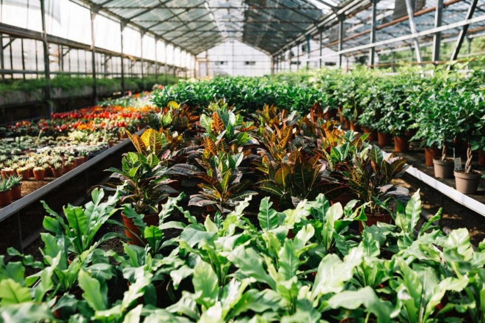 Plant 945x630