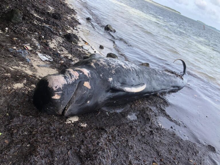 ވޭމަންޑޫ ގޮނޑުދޮށަށް 20 ފޫޓުގެ ބޮޑުމަހެއް ލައްގައިފި