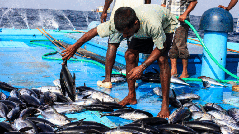 މި މަހުގެ މިހާތަނަަށް މަސްވެރިންނަށް 21.4 މިލިއަން ރުފިޔާ ދޫކޮށްފި