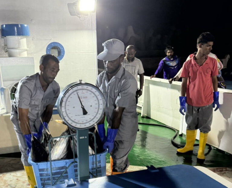 މިފްކޯއިން ފުވައްމުލައް ސިޓީ ބަނދަރުން މަސްގަންނަން ފަށައިފި