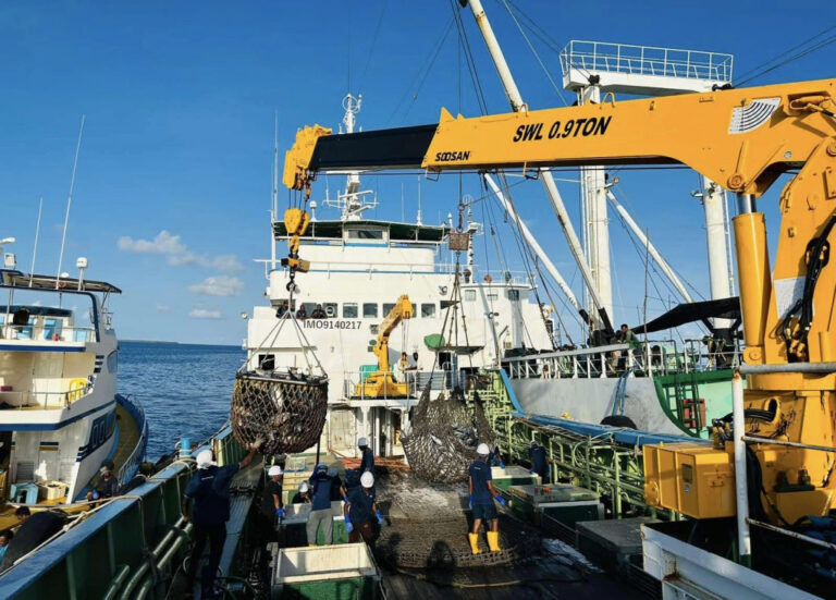 އައްޑޫން މަސް އެކްސްޕޯޓުކުރަން މިފްކޯ ތައްޔާރުވެއްޖެ