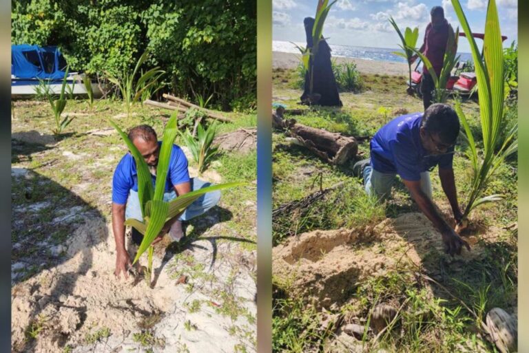 ފަސް މިލިއަން ގަސް ޕްރޮގްރާމް: 16 މަސް ތެރޭ ސްޓެލްކޯ އިން 70،000އަށްވުރެ ގިނަ ގަސް އިންދައިފި