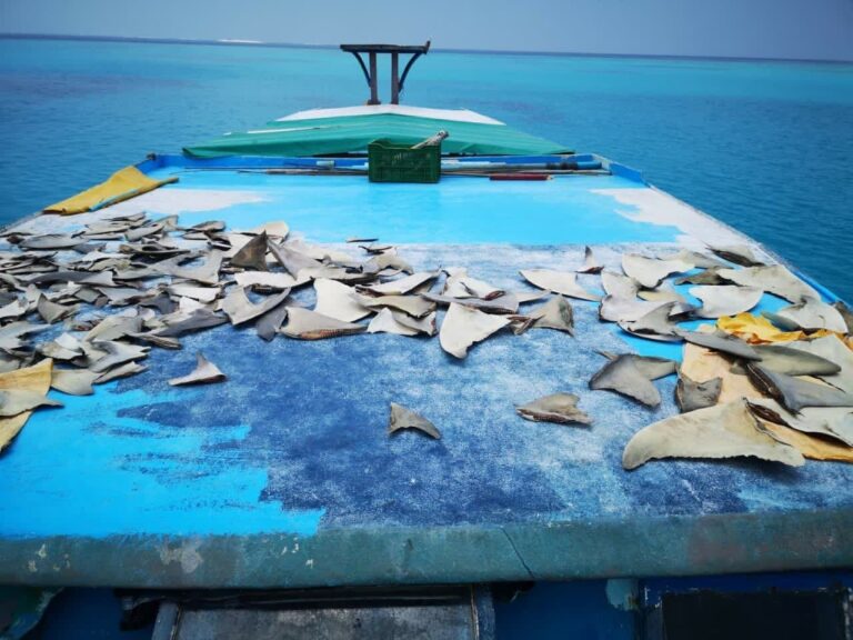 ކަށި މިޔަރުގެ މަސްވެރިކަން ކުރެވޭގޮތަށް ޤަވާޢިދު ހުއްދަކޮށް ޢާއްމުކޮށްފި