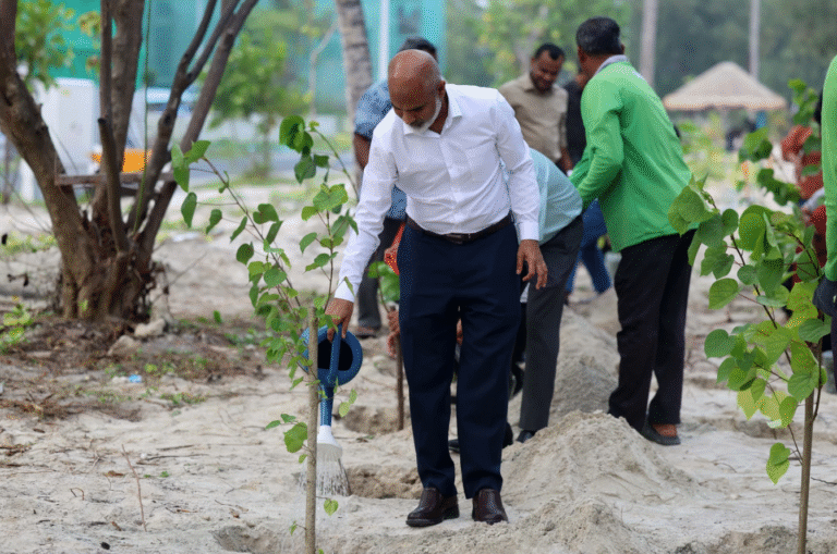 އަލަށް ހުޅުވާ ޝަހީދު އަލީ ސްކޫލްގައި 100އަށްވުރެ ގިނަ ގަސް އިންދައިފި