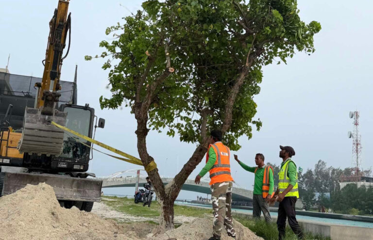 މާލޭގެ ބާޒާރުމަތިން ނެގި ގަސްތައް ހުޅުމާލޭގައި އިންދަނީ