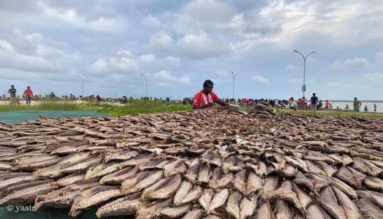 މަހުގެ ބާވަތްތަކުގެ އުފެއްދުންތައް އިތުރު ކުރުމަށް ‘މަހަ މަންފާ’ ނަމުގައި ފައިނޭންސިންގ ސްކީމެއް ތައާރަފްކޮށްފި