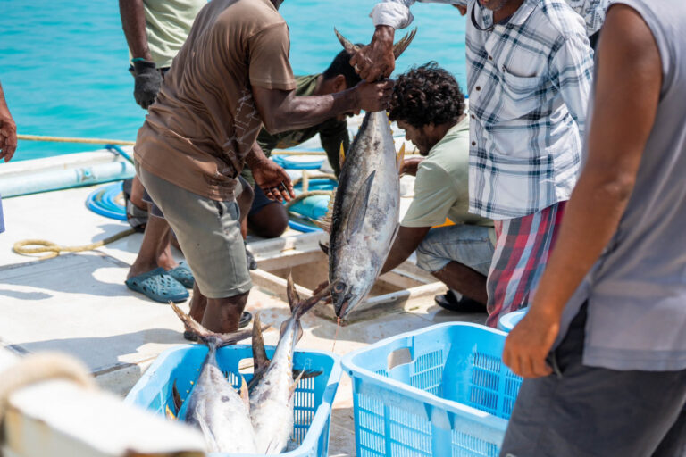 25 ރުފިޔާއަށް ބޮޑު ކަންނެލި ކިލޯއެއް ގަންނަން ފަށައި ސަރުކާރުން މަސްވެރިންނަށް ހިނިތުންވުން ގެނެސްދީފި