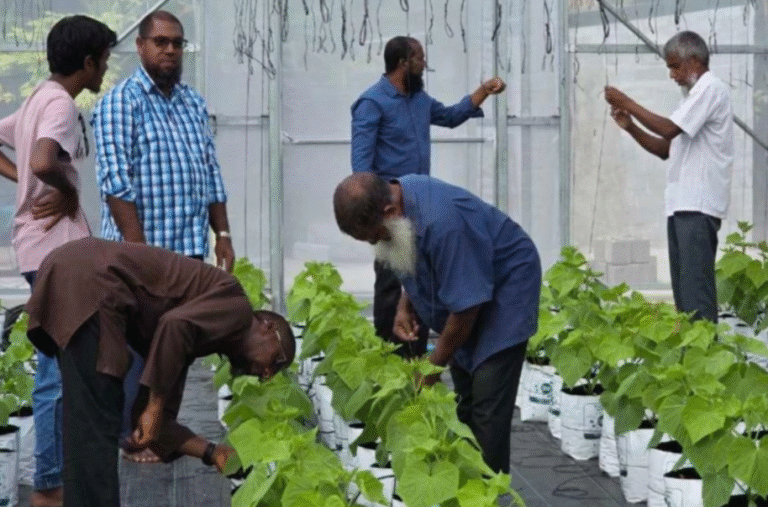 ވައިކަރަދޫގައި ގްރީންހައުސްތަކެއް ޤާއިމުކޮށްފި