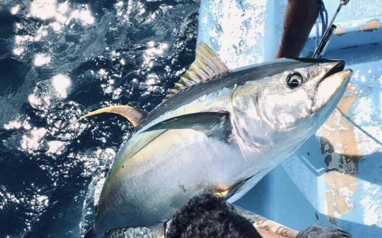 އެންސިސް އިން މަސްވެރިންނަށް ހިލޭ އައިސް ދޫކުރުން ހުއްޓާލައިފި