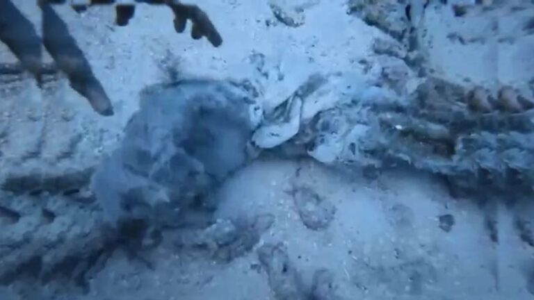 ވ. އަތޮޅުގައި ކަނޑުމަތީގެ އެކްސިޑެންޓް ހިނގި ސަރަހައްދުން މީހެއްގެ އަތެއް ފެނިއްޖެ