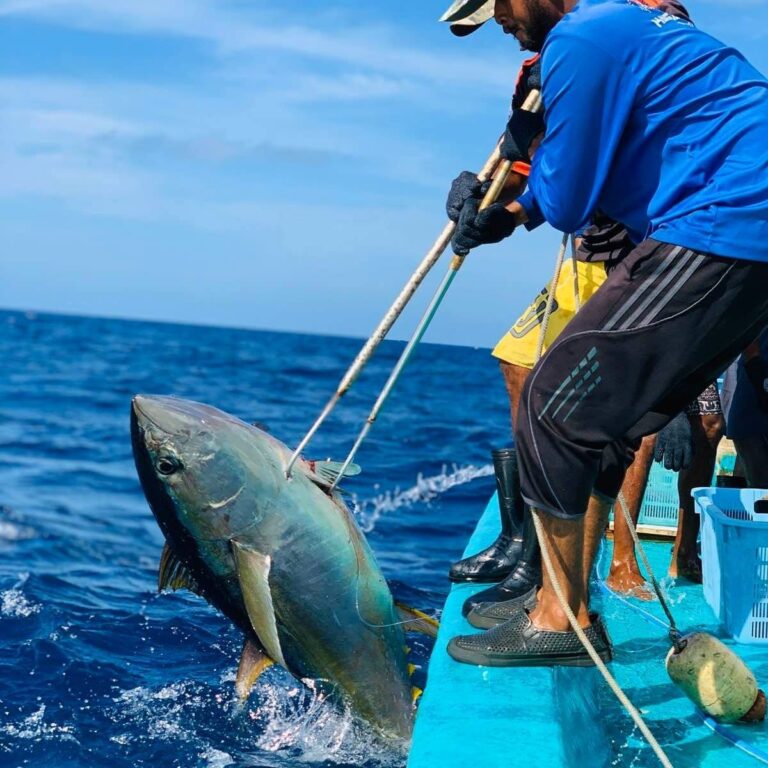 ބޮޑު ކަންނެލި މަސްވެރިންނަށް ތެލުން ސަބްސިޑީ ދޭން ނިންމައިފި