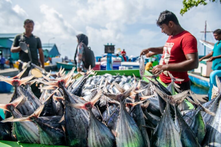 ހަނގުރާމައިގެ ސަބަބުން ރާއްޖޭގެ އިޤްތިޞާދީ ކުރިއެރުން %1 އަށް މަޑުޖެހޭނެކަމަށް އޭޑީބީން ލަފާކޮށްފި