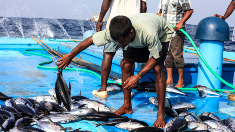 އޭޕްރީލް މަހު މިފްކޯއިން މަސްވެރިންނަށް 78 މިލިއަނަށްވުރެ ގިނަ ރުފިޔާ ދޫކޮށްފި