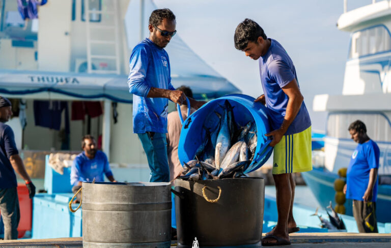 މެއި މަހު މިފްކޯއަށް 1791 ޓަނުގެ މަސް ކިރުވާފައިވޭ