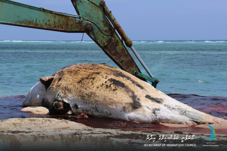 ހޯރަފުށީ ފަރުމައްޗަށް މަރުވެފައި އޮތް 30 ފޫޓުގެ ބޮޑުމަހެއް ލައްގައިފި