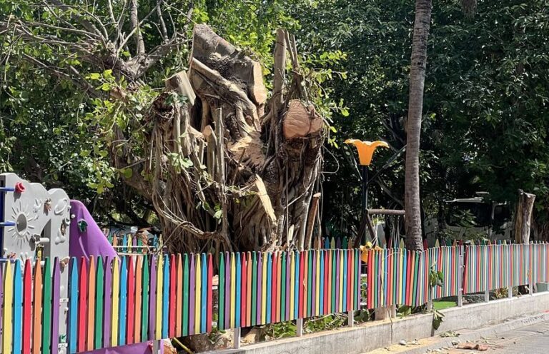 ވިލިމާލޭގެ ބޮޑު ނިކަގަހެއް ކަނޑާލި ބަޔަކު ސިޓީ ކައުންސިލުން ހޯދަން ފަށައިފި