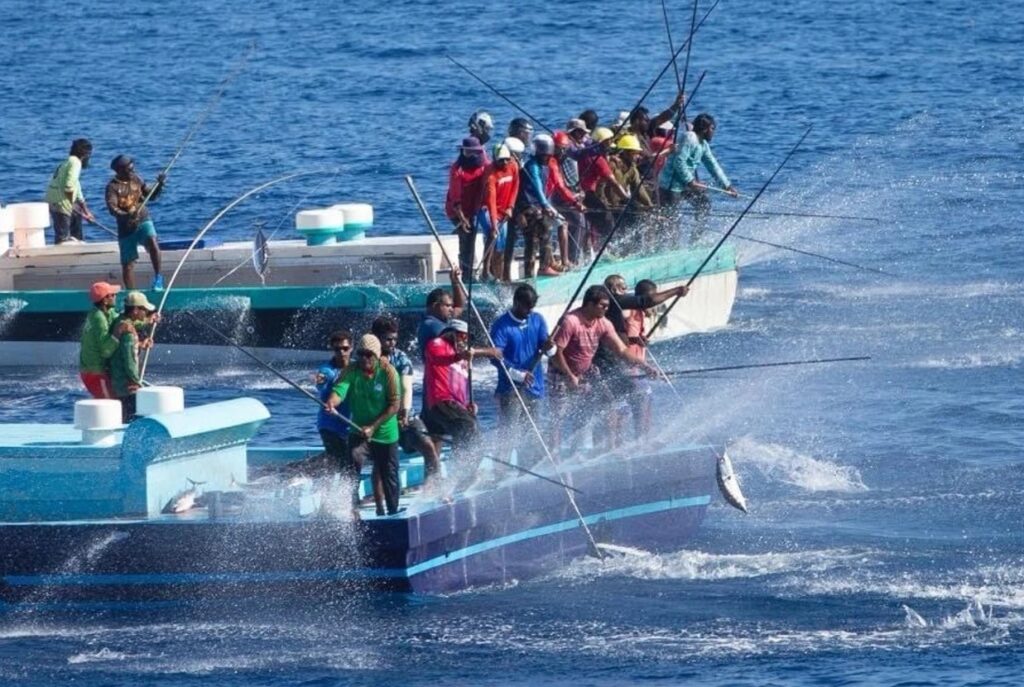 މިފްކޯއަށް މަސް ކިރުވި ދޯނިތަކަށް މިލިއަނަކަށްވުރެ ގިނަ ރުފިޔާ ދޫކޮށްފި