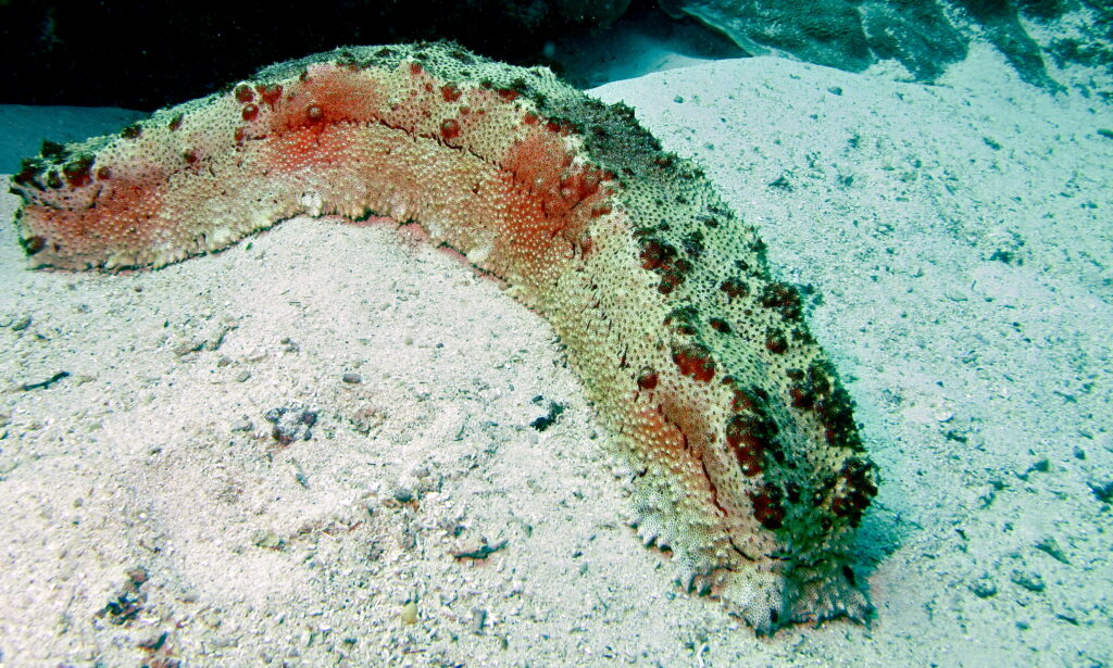 Sea Cucumber (Thelenota anax) (8499582873)