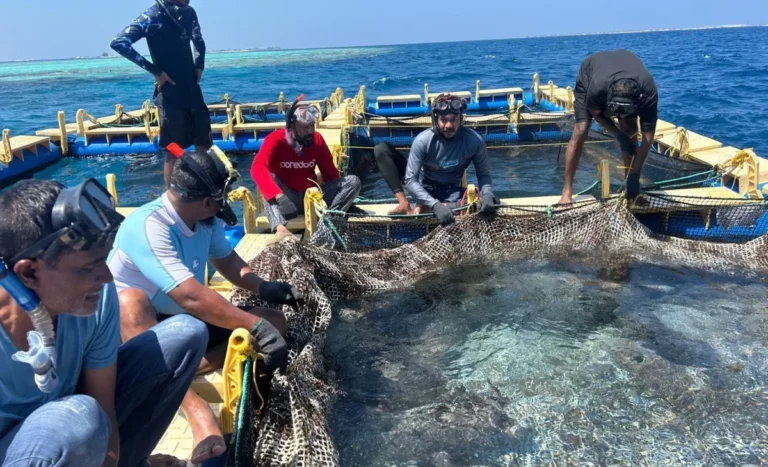 މެރިކަލްޗާ ތަރައްގީކުރަން ގާނޫނުތަކަށް އިސްލާހު ގެންނަނީ