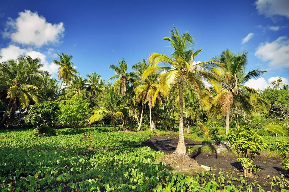agriculture
